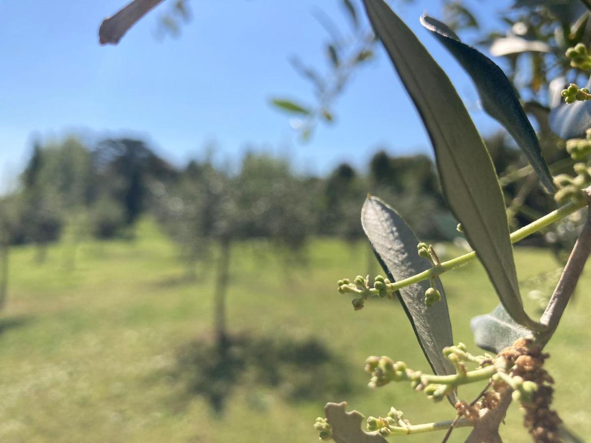 Tenuta Poggio Alla Farnia Fauglia Экстерьер фото